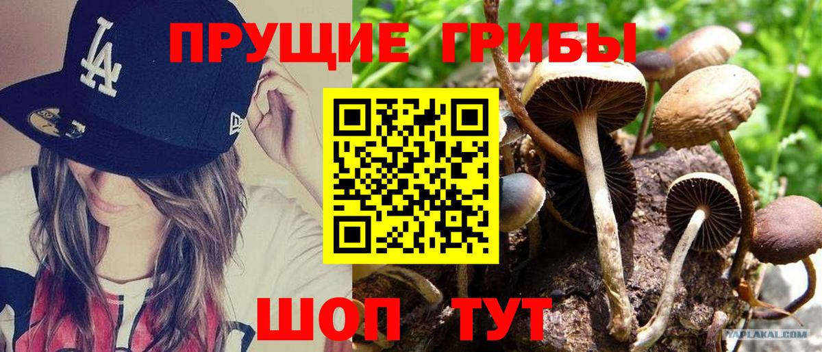 Псилоцибиновые грибы Cubensis Тула